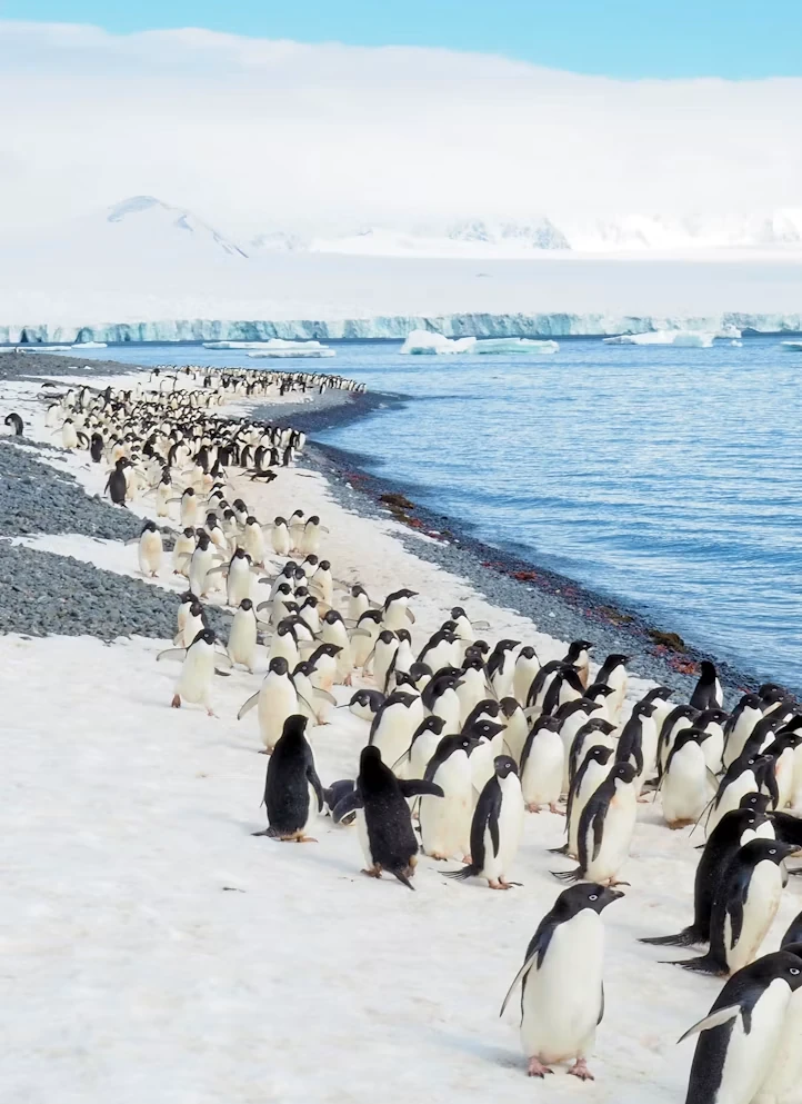 Attraction 1 in Antarctic Peninsula — GoAtlas
