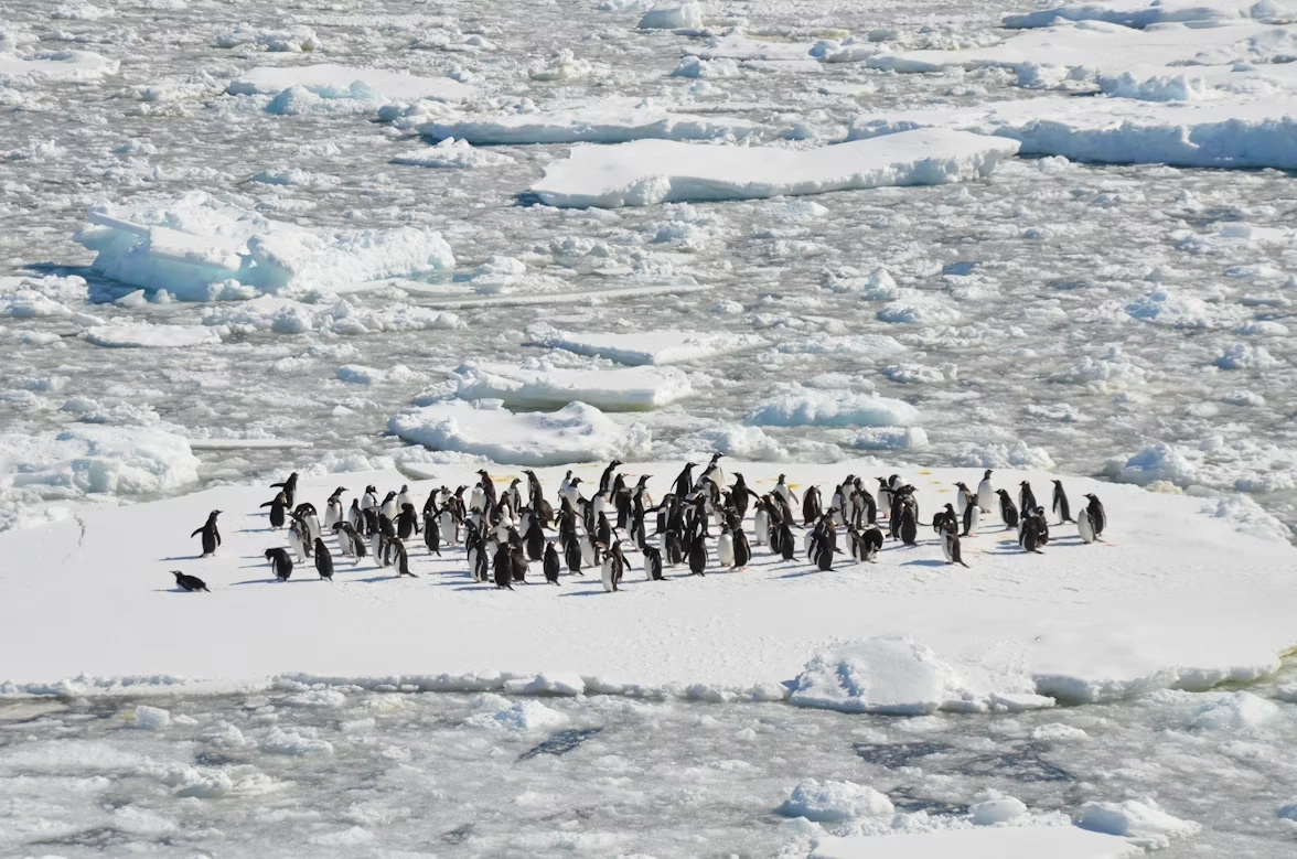 Photo 2 in Antarctic Peninsula — GoAtlas