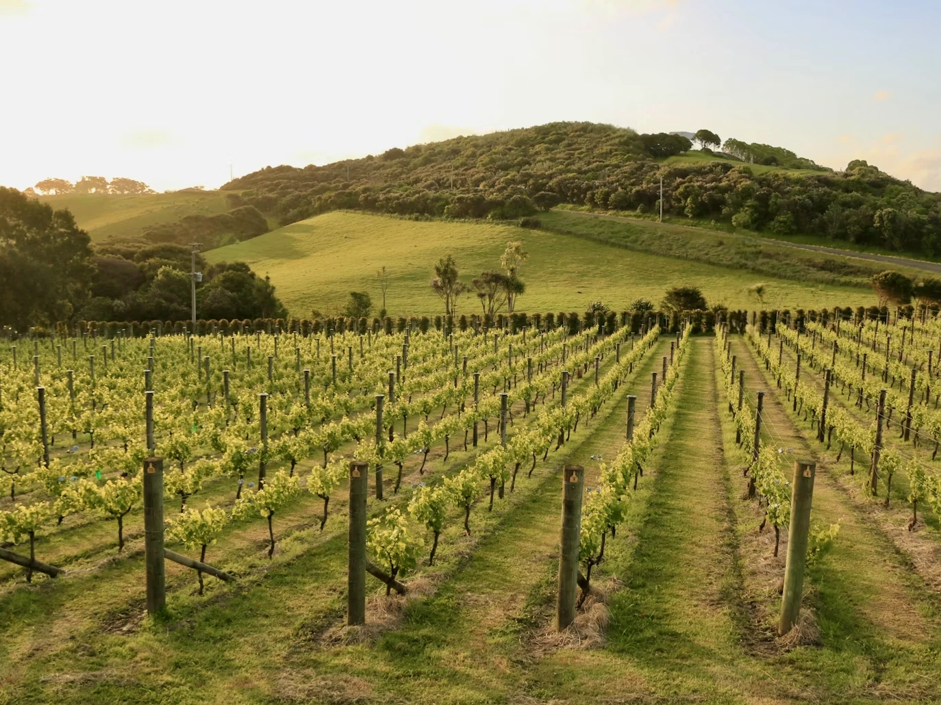 Photo 3 in Auckland — GoAtlas