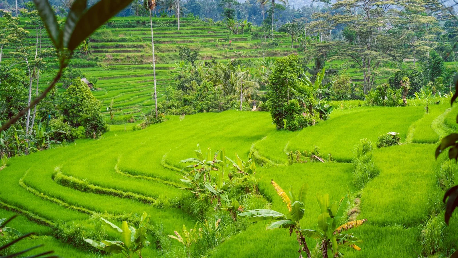 Gem 1 in Bali — GoAtlas