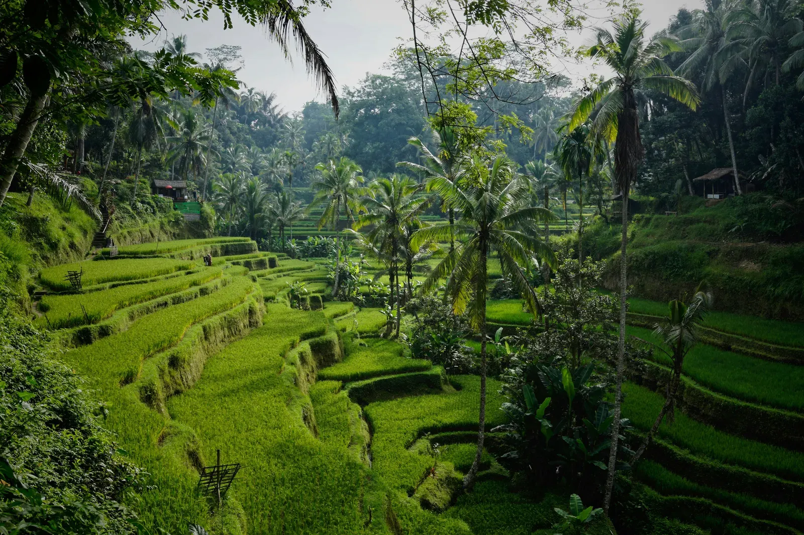 Bali — GoAtlas travel destination photo