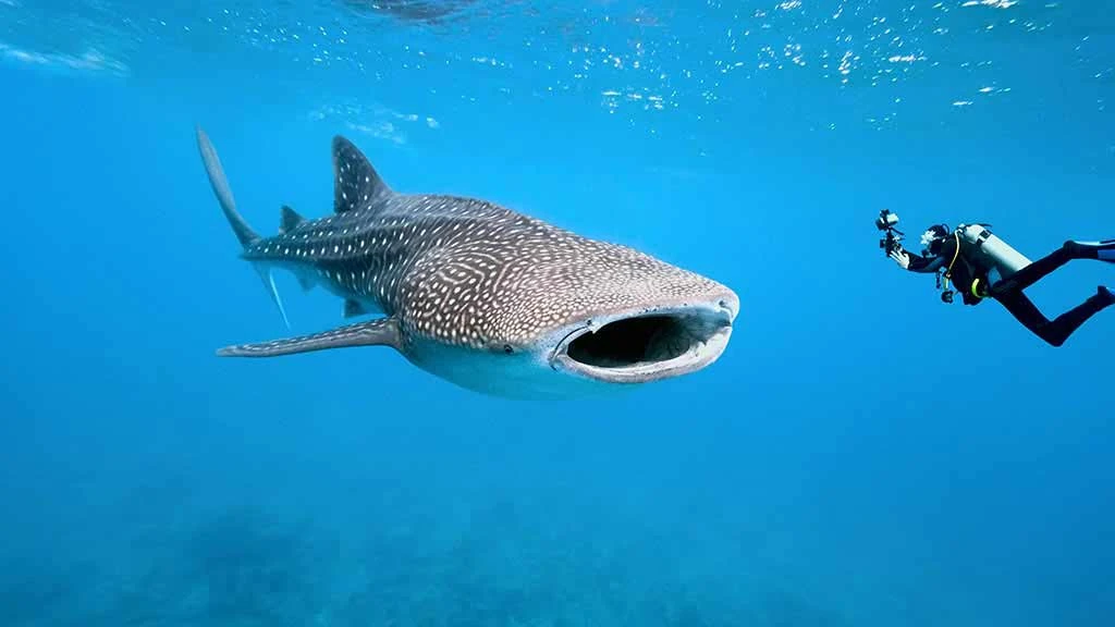 A whale shark in Galápagos waters