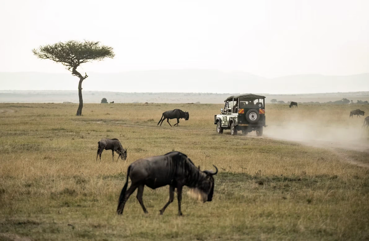 Safari vehicle among wildlife in Kenya