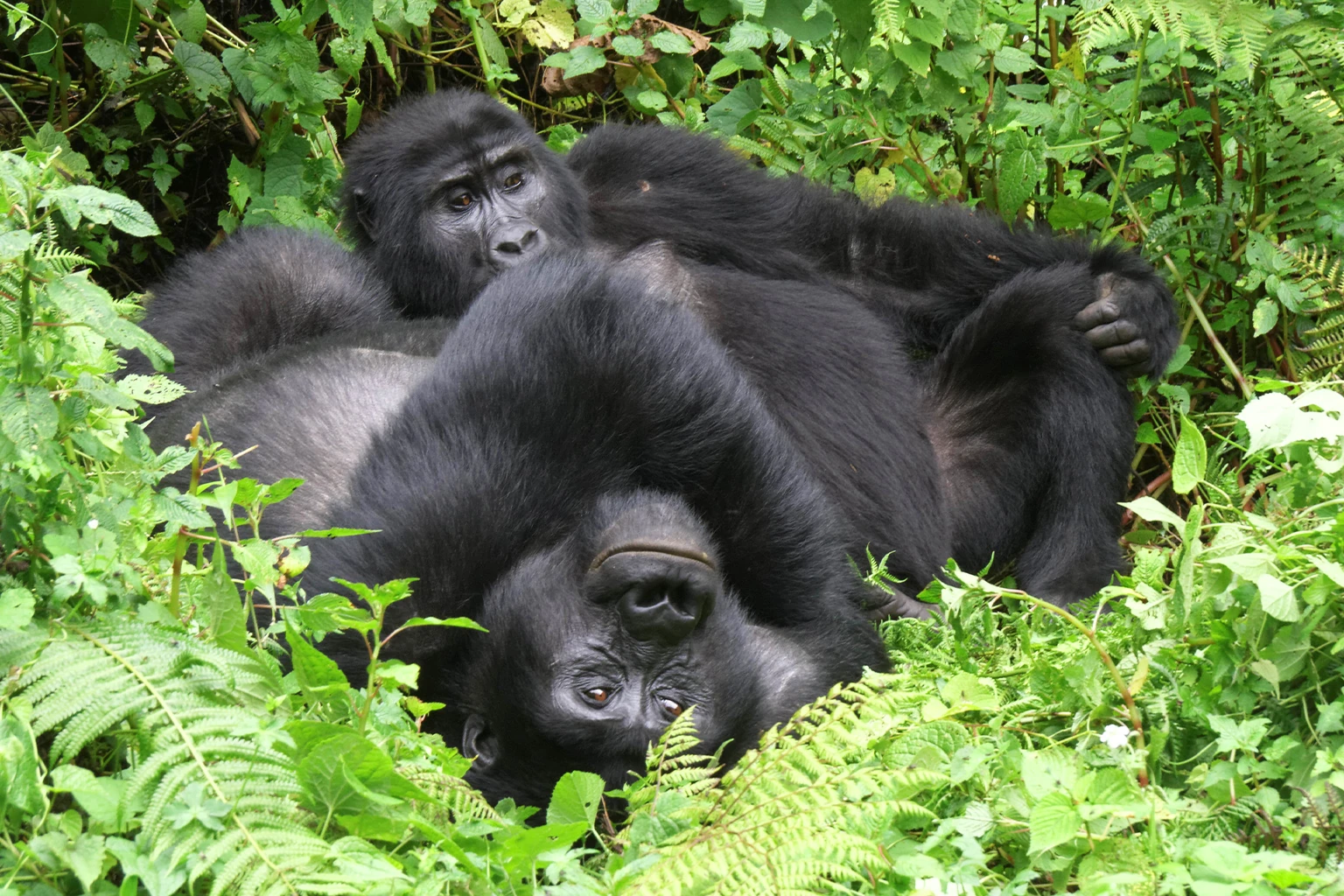 Mountain gorilla in Bwindi Impenetrable Forest, Uganda