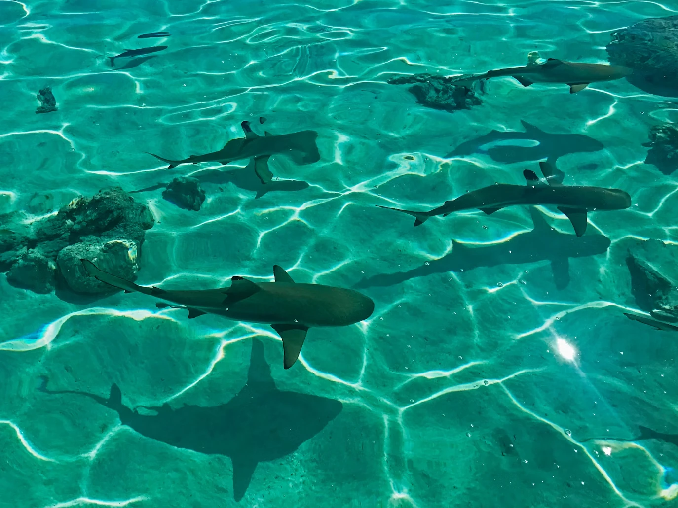 Attraction 3 in Bora Bora — GoAtlas