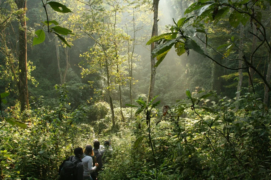 Bwindi Impenetrable Forest — GoAtlas travel photo