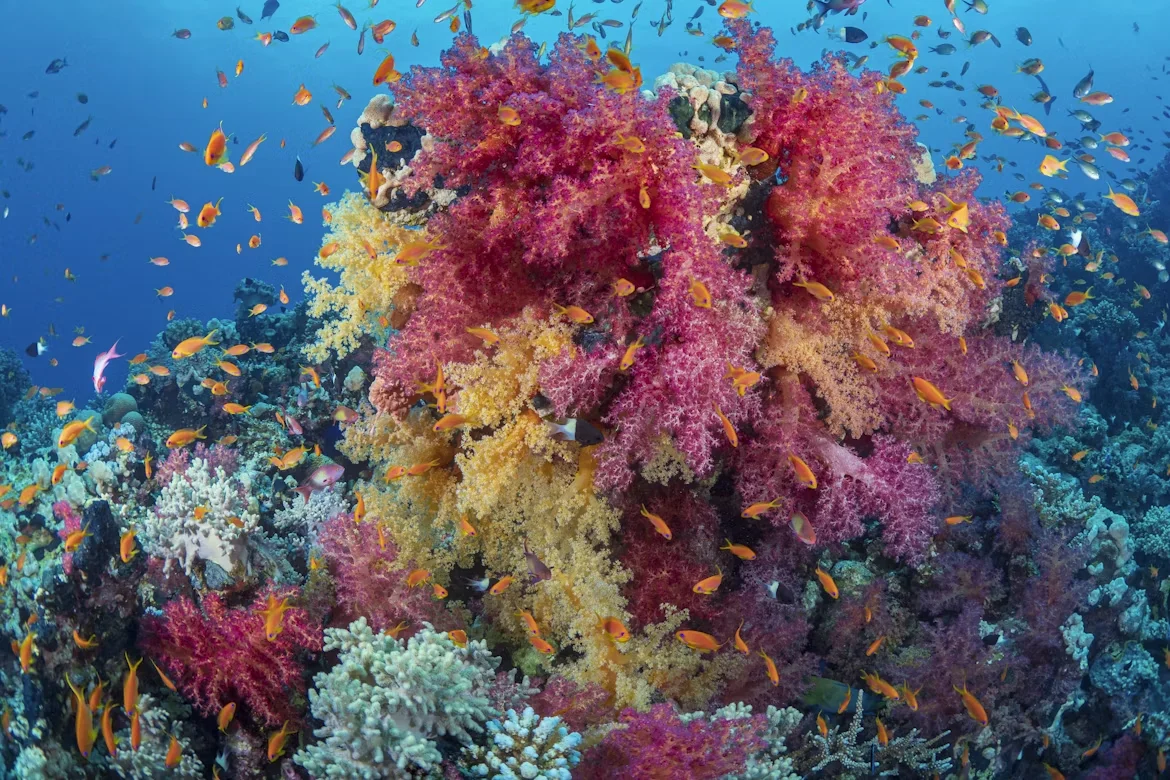 Gem 3 in Egypt — GoAtlas