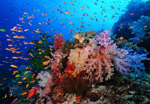 Gem 2 in Fiji — GoAtlas