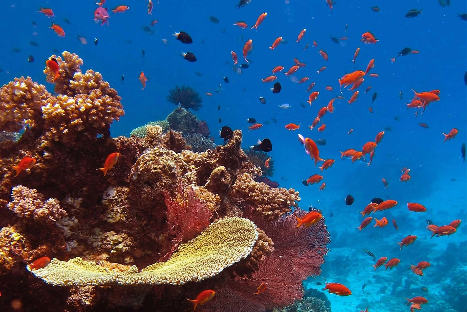 Photo 2 in Fiji — GoAtlas