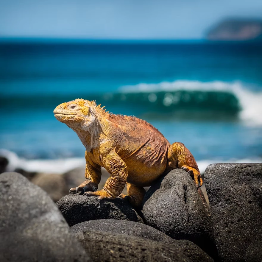 Attraction 2 in Galapagos — GoAtlas