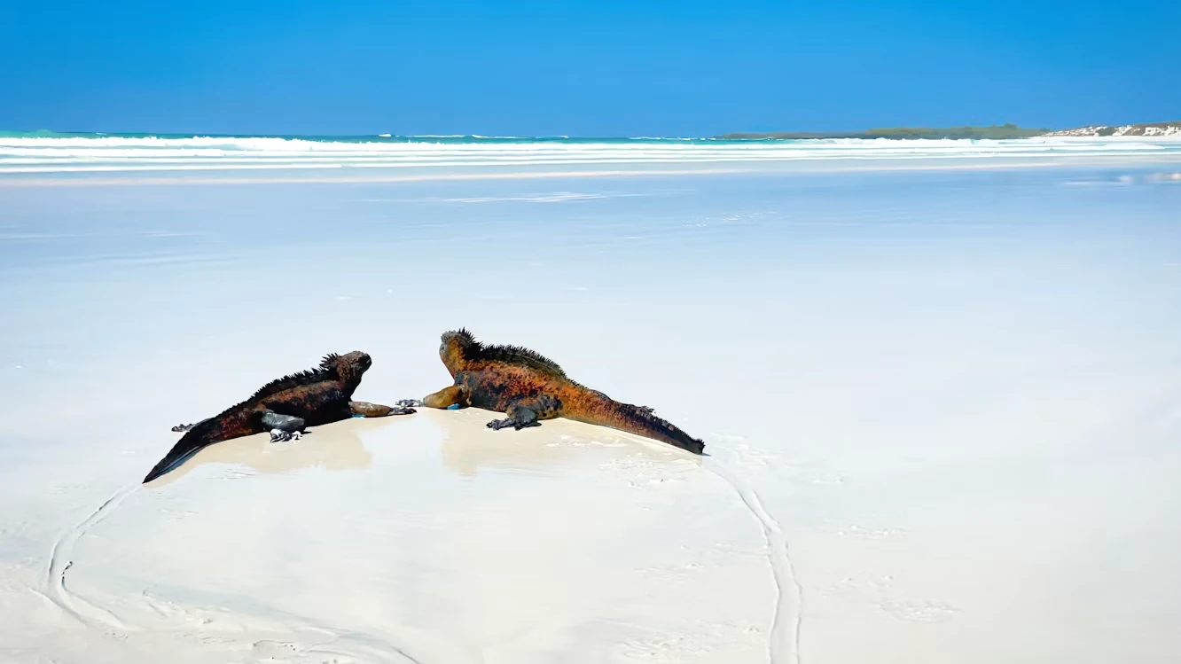 Gem 3 in Galapagos — GoAtlas