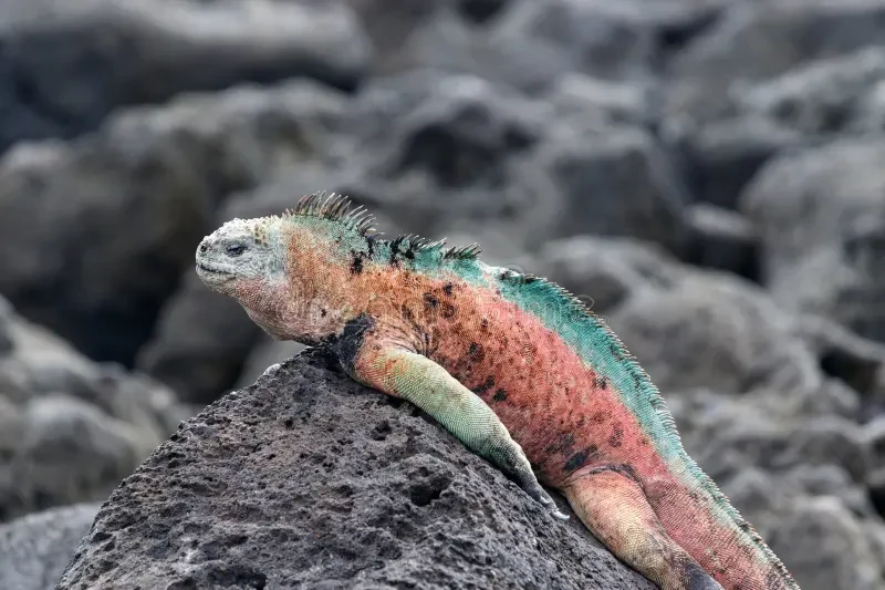 Photo 1 in Galapagos — GoAtlas