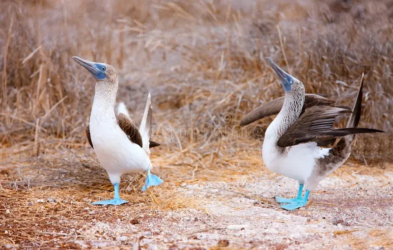 Photo 2 in Galapagos — GoAtlas