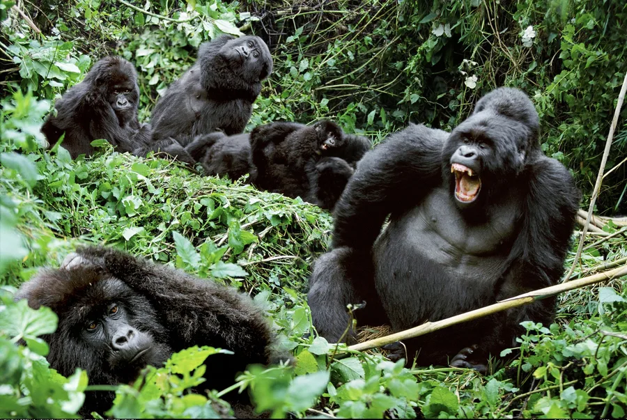 Gorilla Trekking Family — GoAtlas travel photo