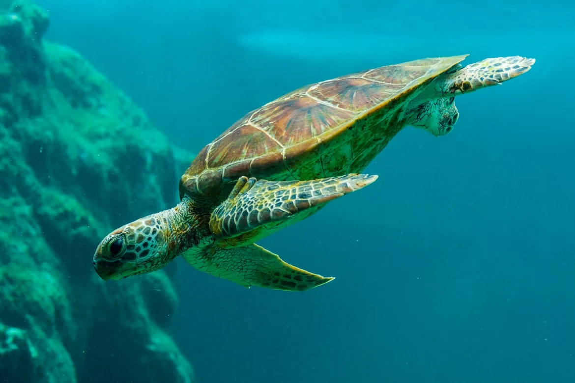 Attraction 2 in Great Barrier Reef — GoAtlas