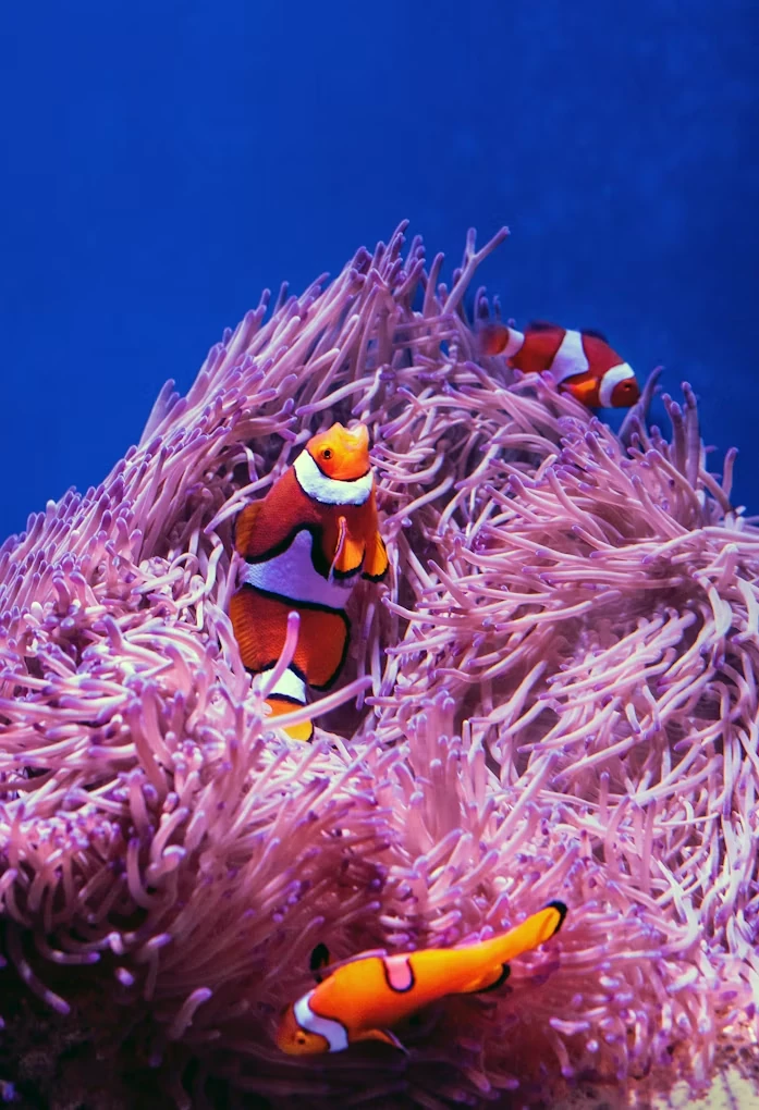 Photo 2 in Great Barrier Reef — GoAtlas