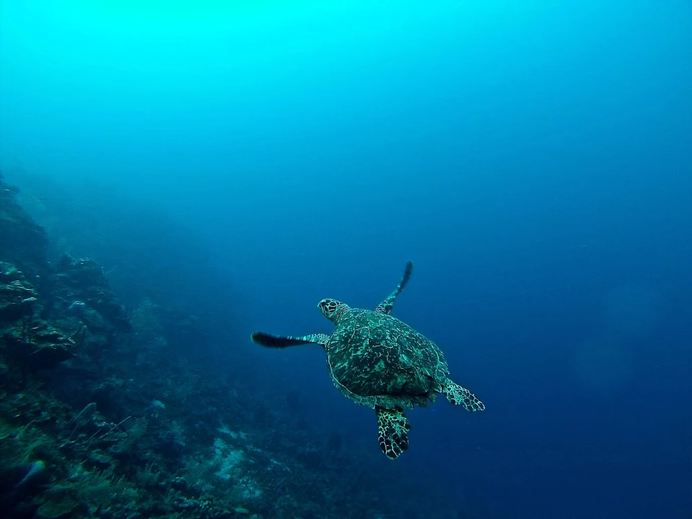 Photo 3 in Great Barrier Reef — GoAtlas