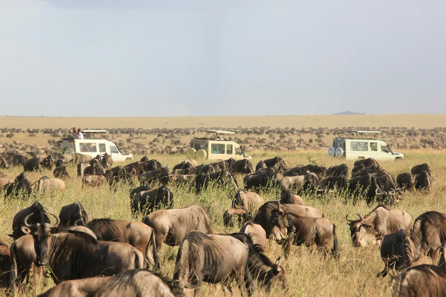 Kenya Great Crossing — GoAtlas travel photo