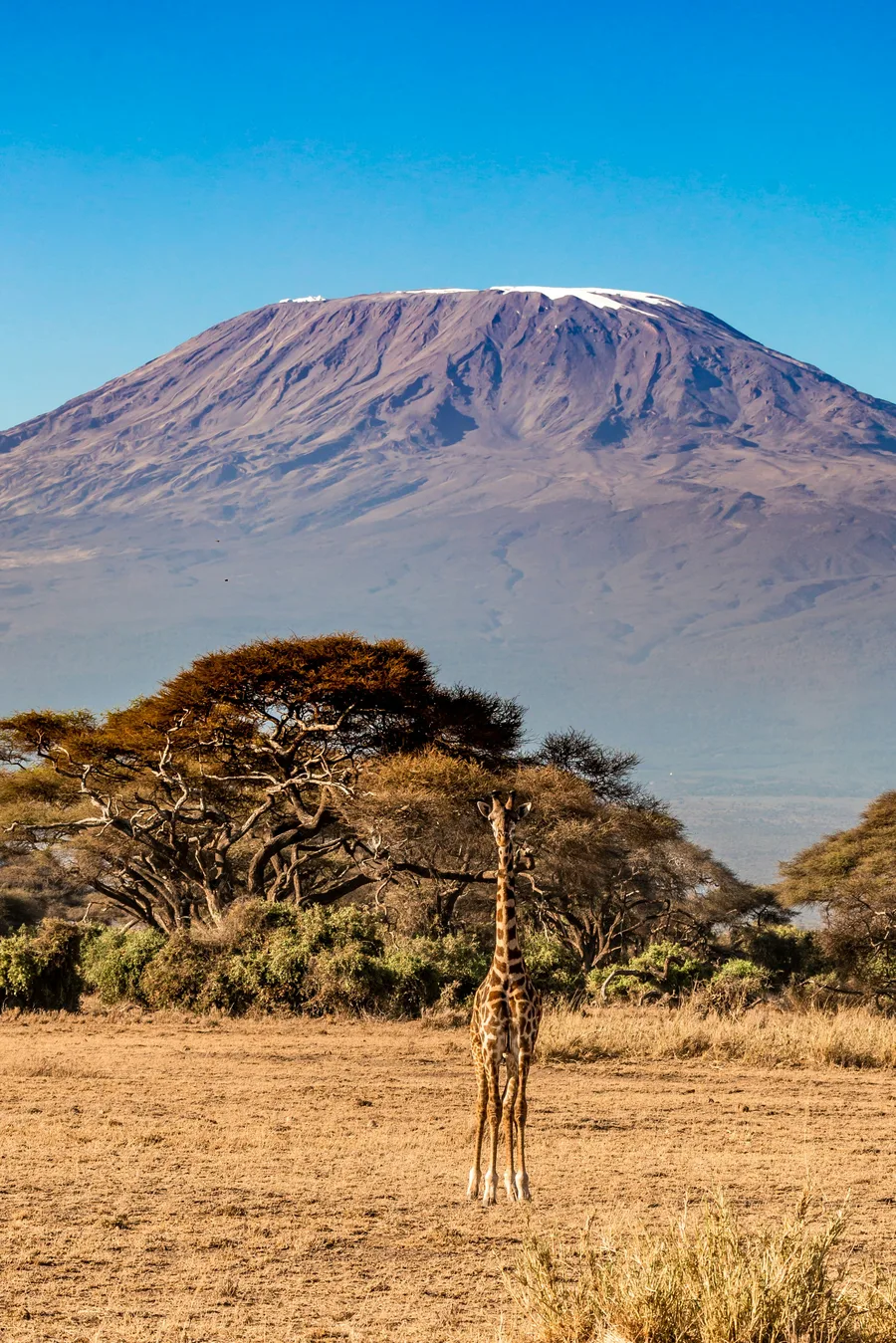 Kenya Kilimanjaro View — GoAtlas travel photo