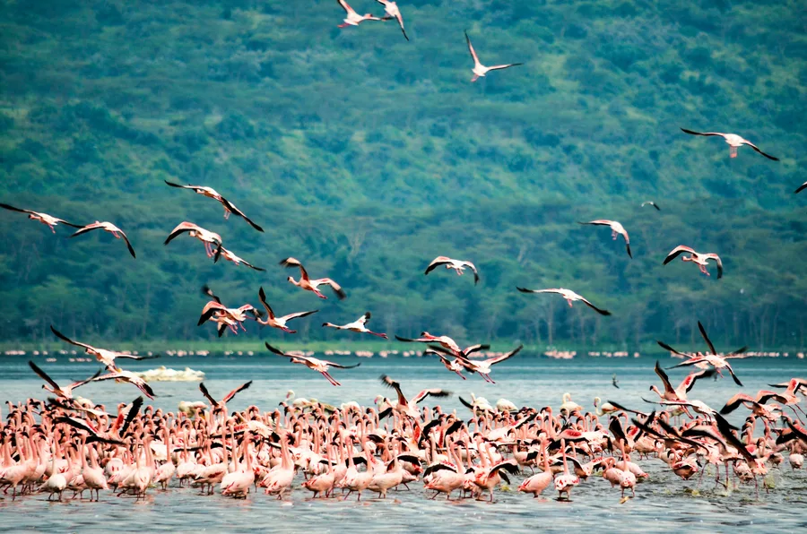 Kenya Lake Nakuru — GoAtlas travel photo
