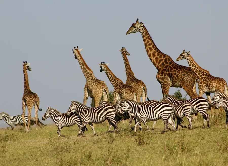 Kenya Maasai Mara — GoAtlas travel photo