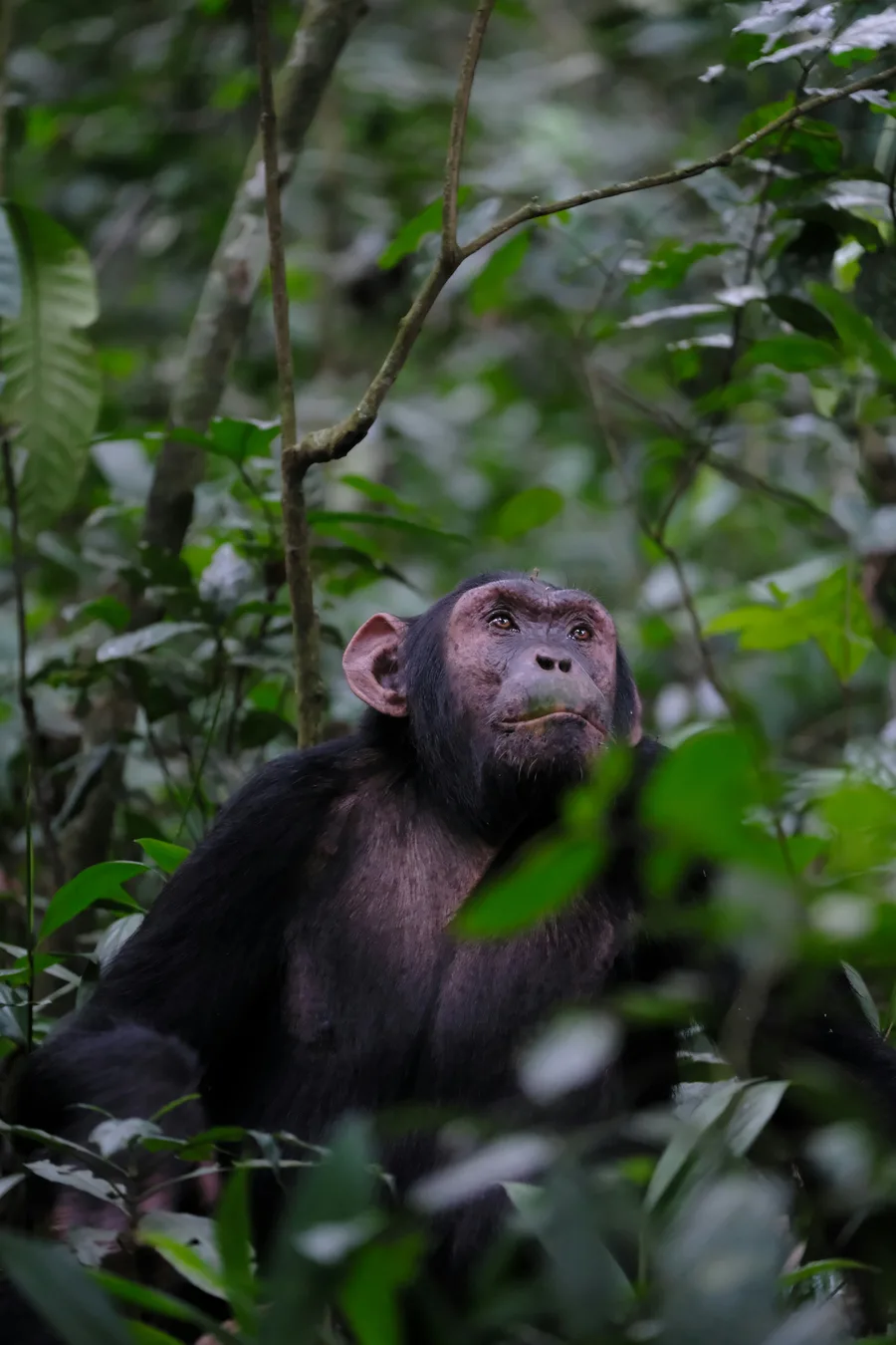 Kibale Forest — GoAtlas travel photo