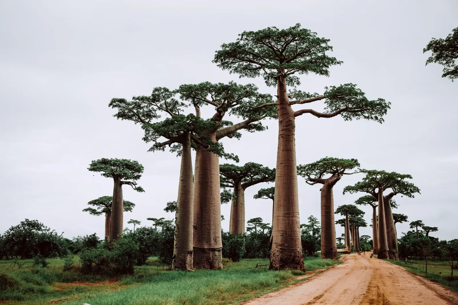 Madagascar — GoAtlas travel destination photo