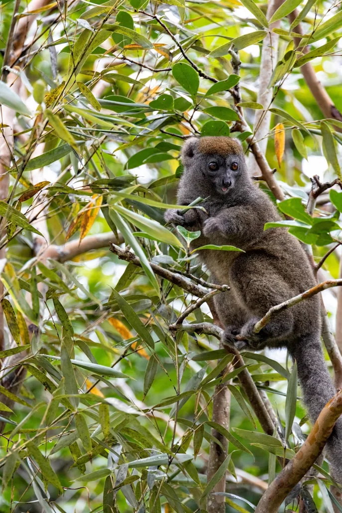 Photo 2 in Madagascar — GoAtlas