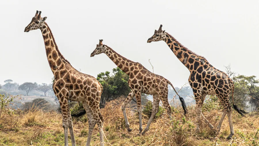 Queen Elizabeth National Park — GoAtlas travel photo