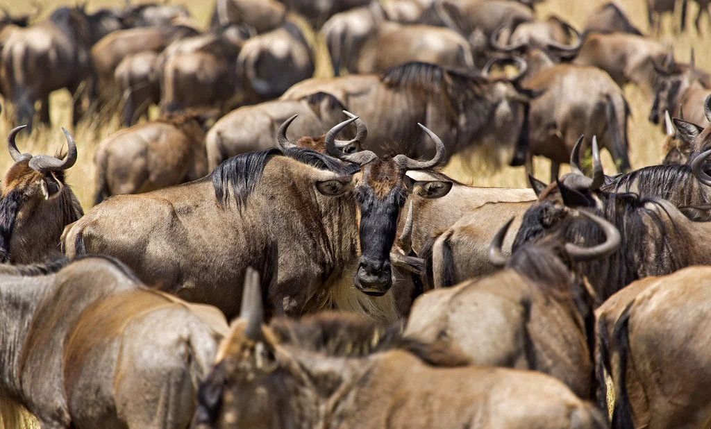 Gem 1 in Serengeti — GoAtlas