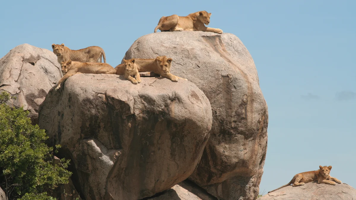 Gem 2 in Serengeti — GoAtlas