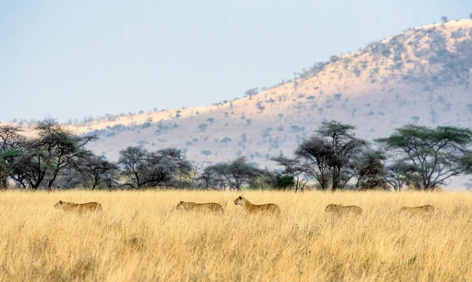 Serengeti — GoAtlas travel destination photo
