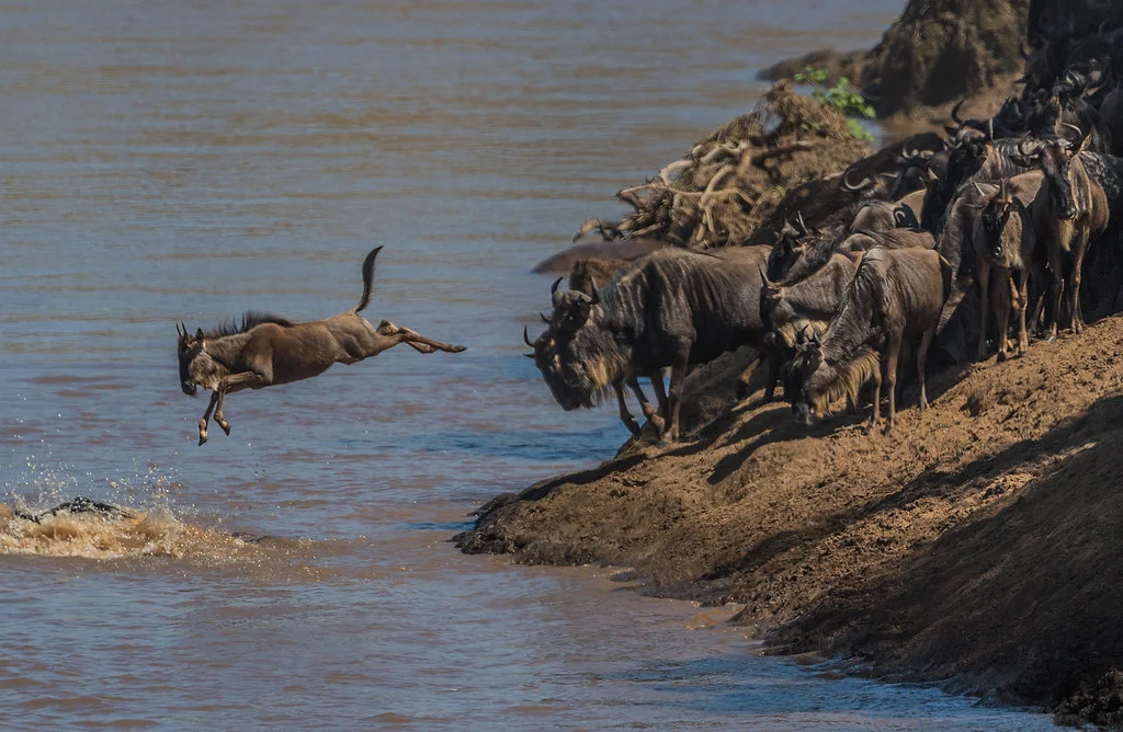 Photo 2 in Serengeti — GoAtlas