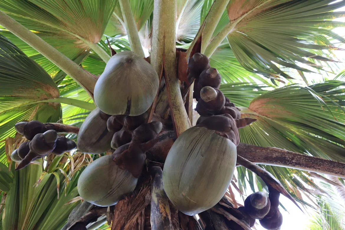 Photo 2 in Seychelles — GoAtlas