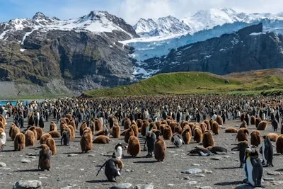 Attraction 1 in South Georgia Island — GoAtlas