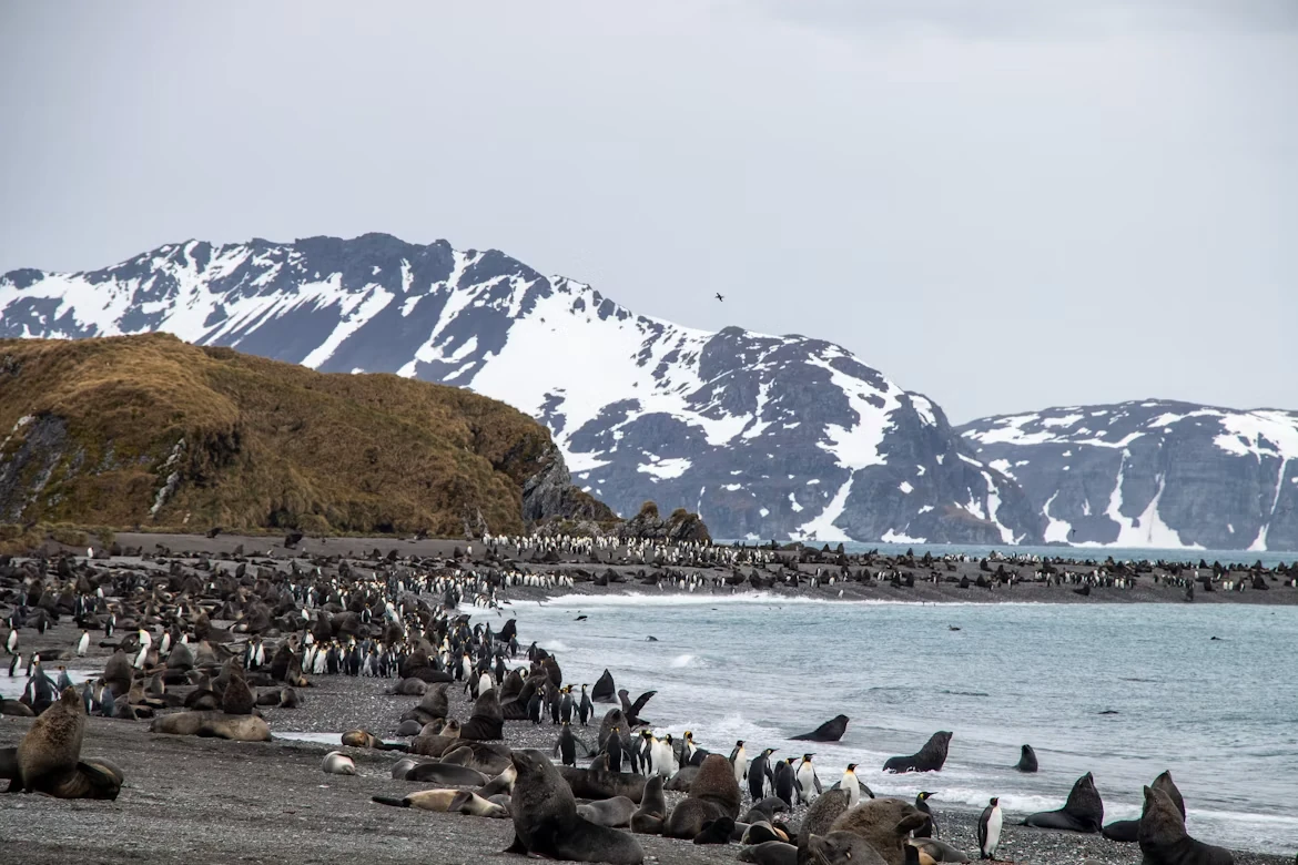 Attraction 3 in South Georgia Island — GoAtlas