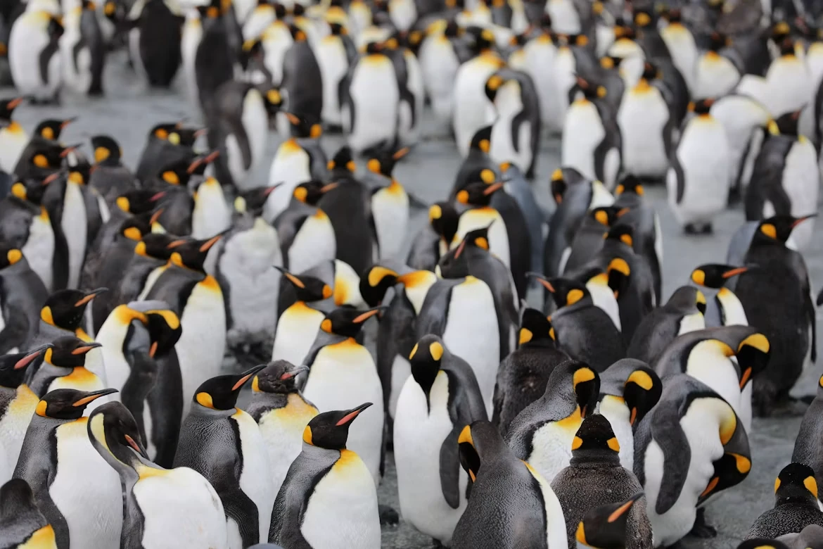 Photo 1 in South Georgia Island — GoAtlas