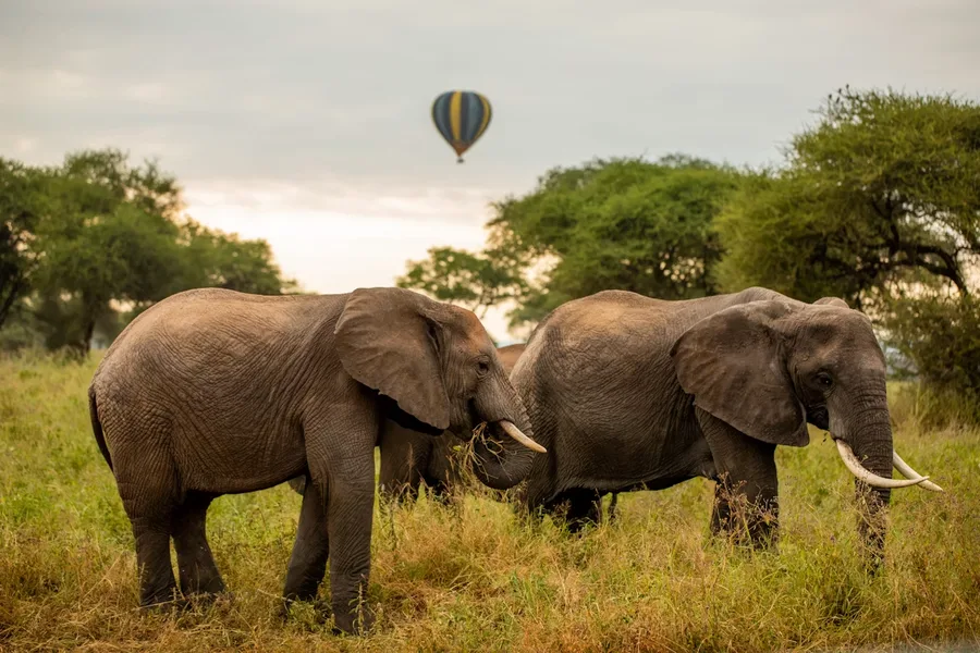 Tanzania Tarangire — GoAtlas travel photo