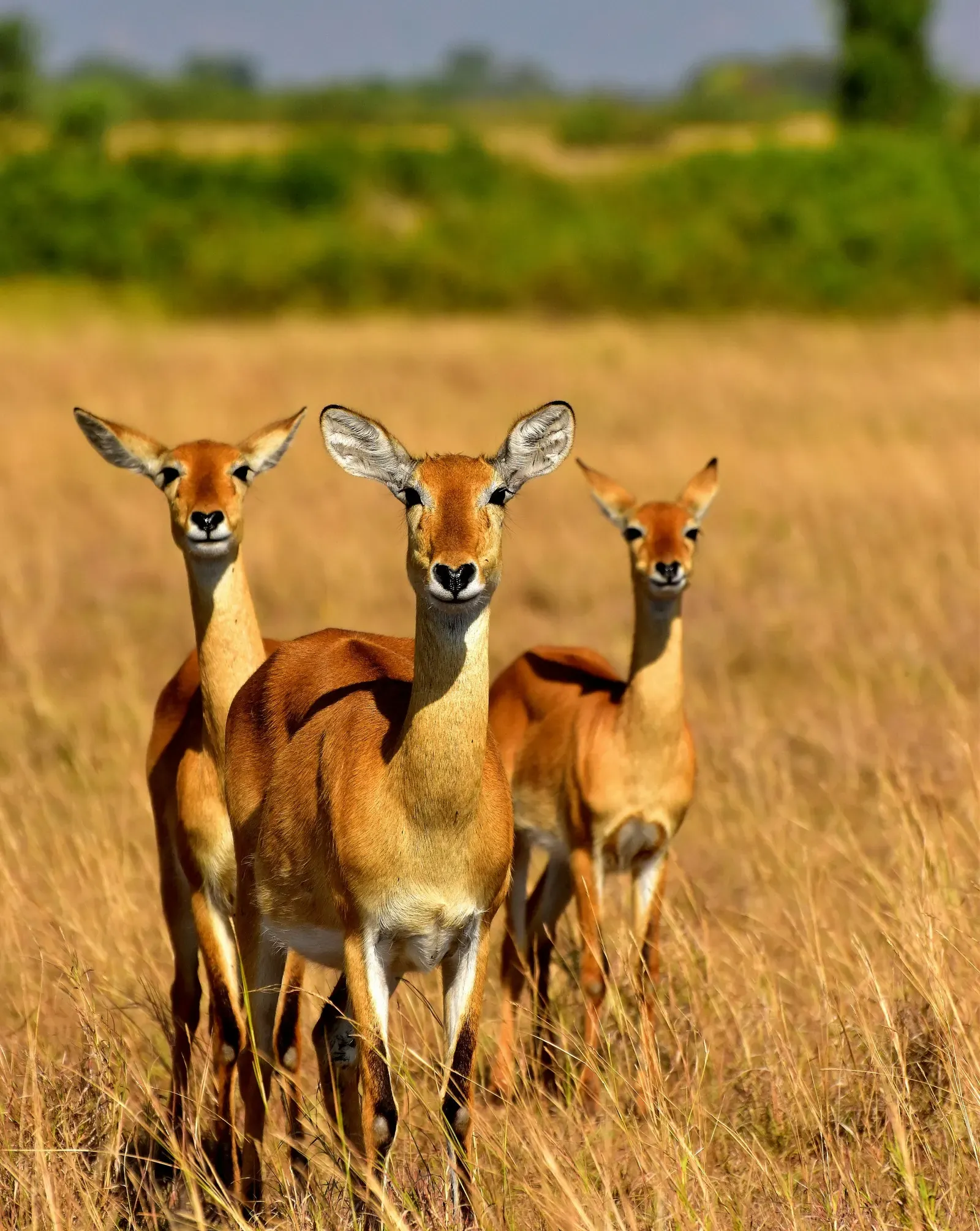 Uganda Homepage — GoAtlas travel destination photo