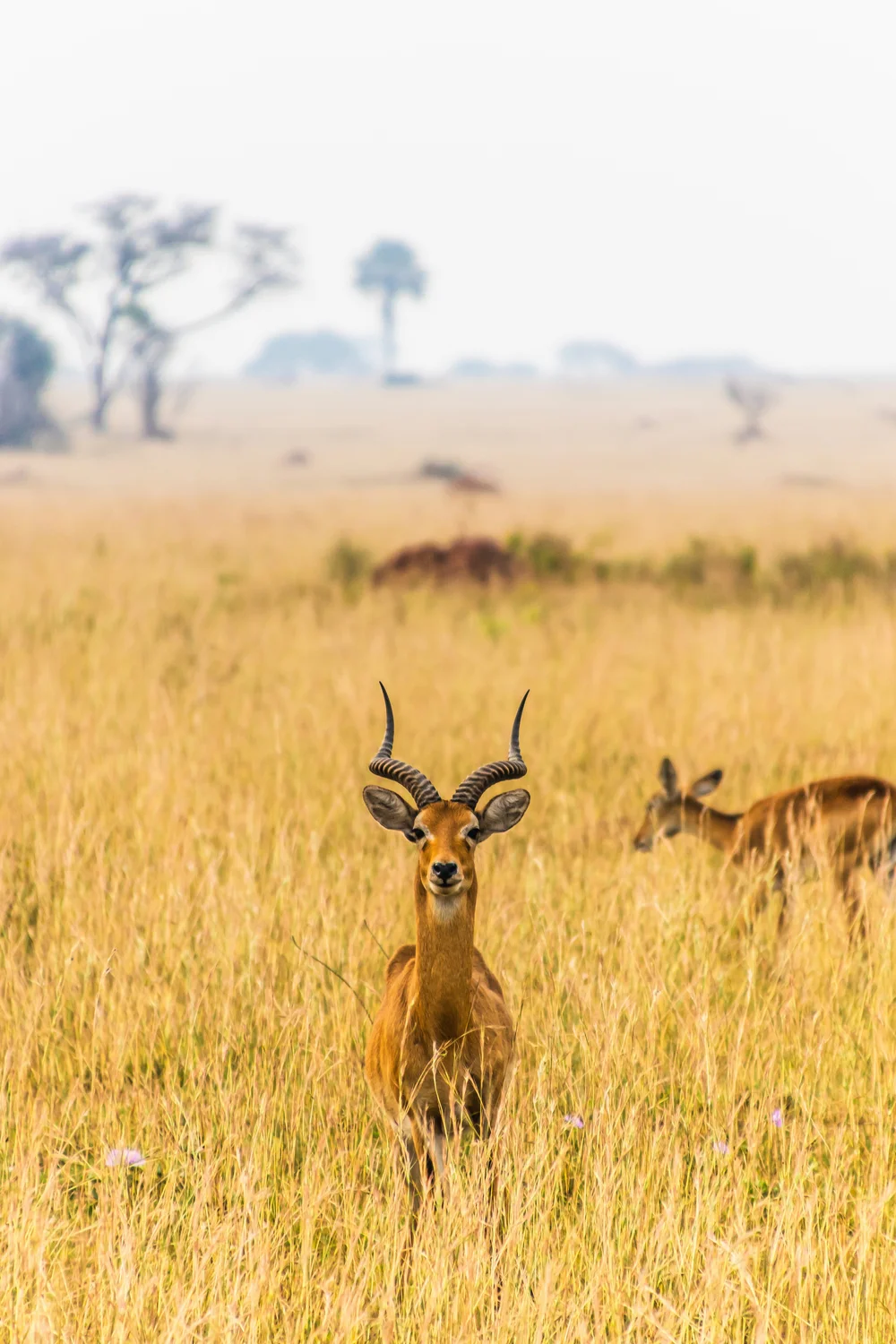 Uganda Main Page — GoAtlas travel photo