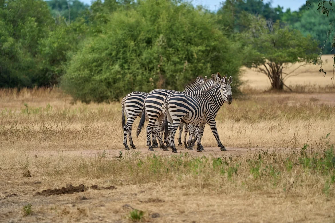 Gem 1 in Victoria Falls — GoAtlas